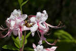 Pink azalea